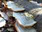 Borostás egyrétűtapló (Trametes hirsuta), Vértes